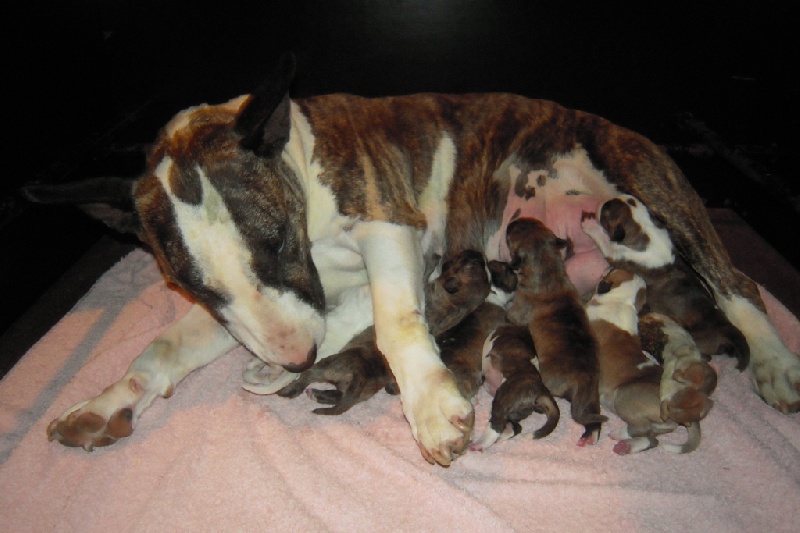 des Prés D'Hermare - Bull Terrier - Portée née le 28/09/2013