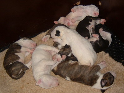 des Prés D'Hermare - Bull Terrier - Portée née le 15/05/2009