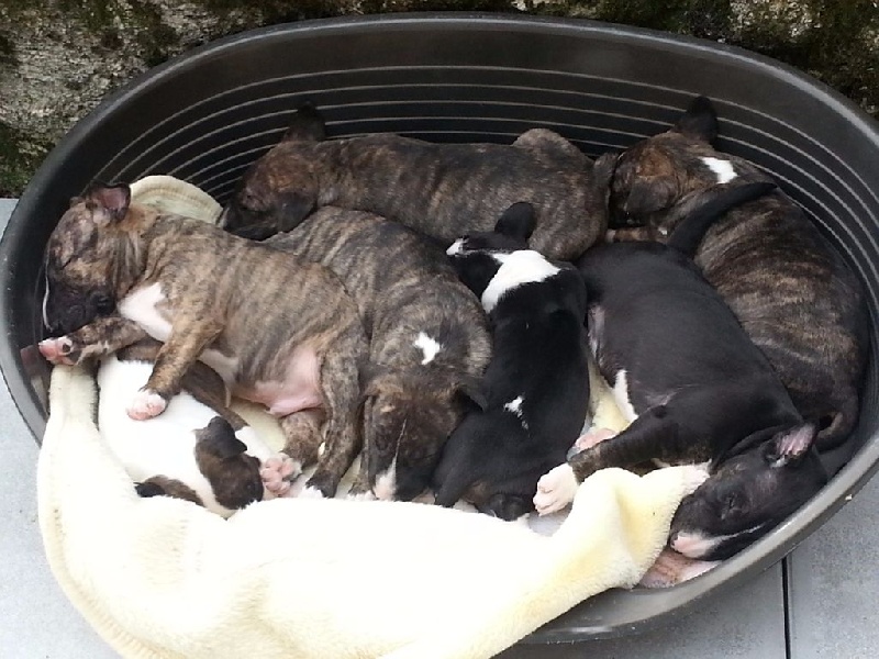 des Prés D'Hermare - Bull Terrier - Portée née le 01/02/2015