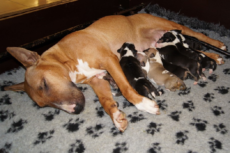 des Prés D'Hermare - Bull Terrier - Portée née le 09/01/2011
