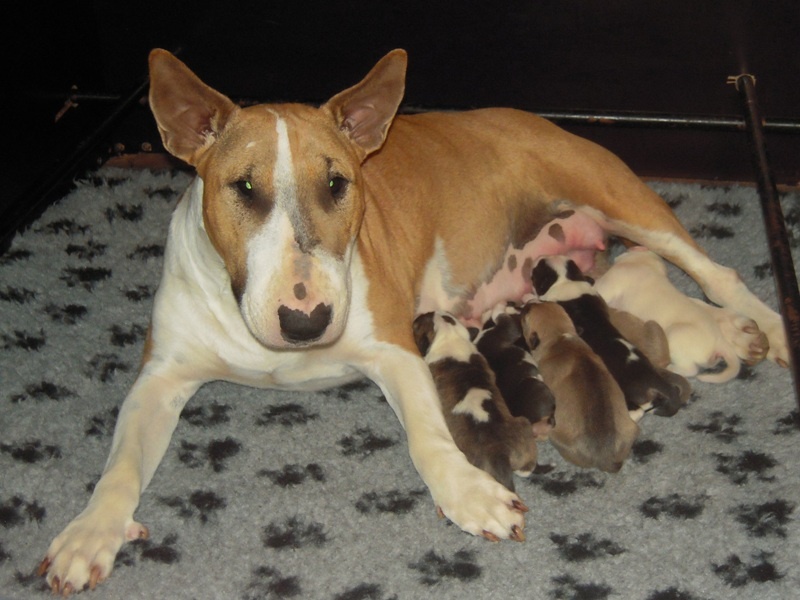 chiot Bull Terrier des Prés D'Hermare