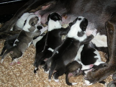 des Prés D'Hermare - Bull Terrier - Portée née le 25/05/2009