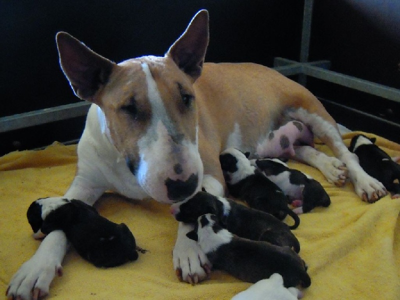 des Prés D'Hermare - Bull Terrier - Portée née le 20/08/2014