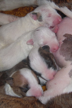 des Prés D'Hermare - Bull Terrier - Portée née le 13/05/2010