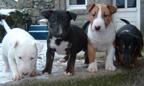 des Prés D'Hermare - Bull Terrier - Portée née le 19/11/2008