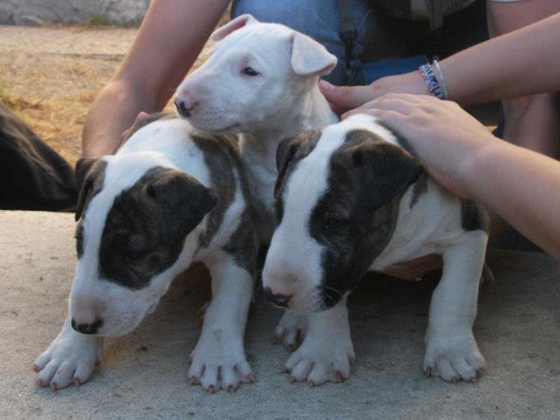 des Prés D'Hermare - Bull Terrier - Portée née le 02/07/2012