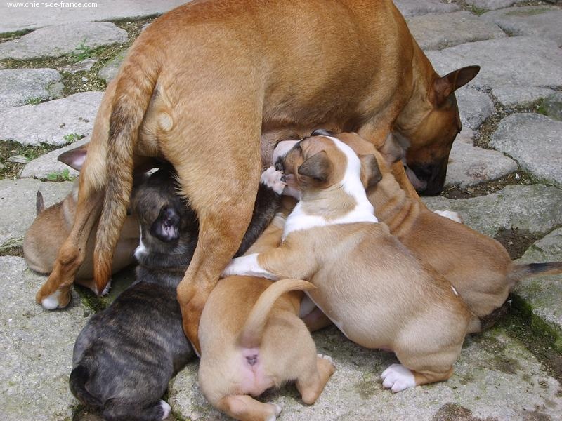 des Prés D'Hermare - Bull Terrier - Portée née le 19/04/2007
