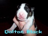 Dalton Black