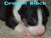 Dragon Black