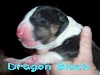 Dragon Black