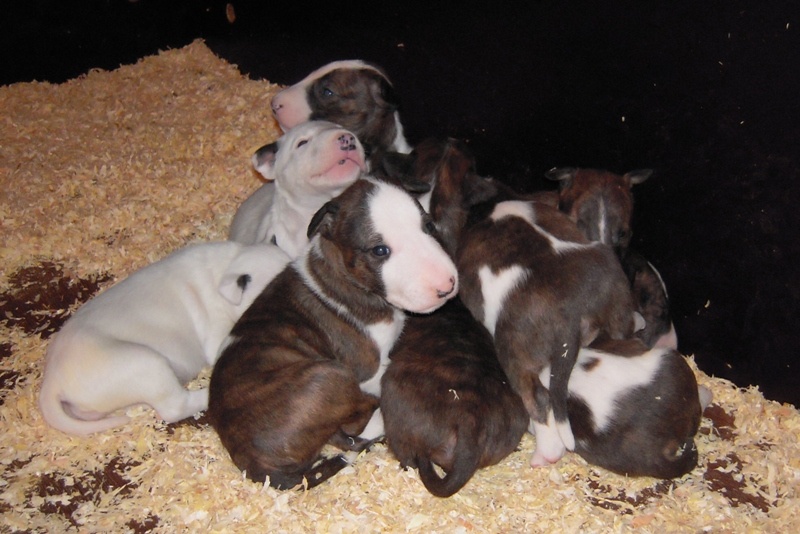 des Prés D'Hermare - Bull Terrier - Portée née le 16/09/2012