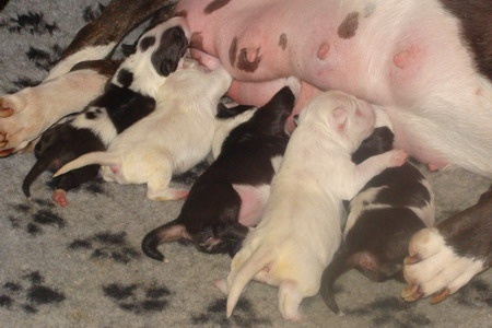 des Prés D'Hermare - Bull Terrier - Portée née le 14/08/2010