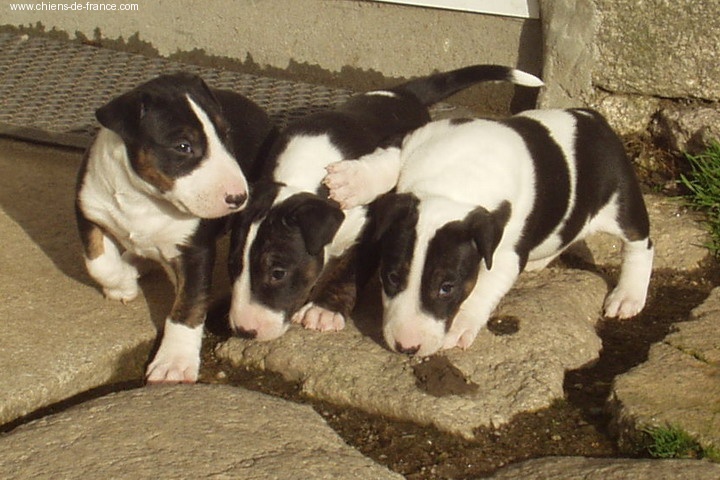 des Prés D'Hermare - Bull Terrier - Portée née le 05/01/2008