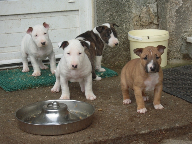 des Prés D'Hermare - Bull Terrier - Portée née le 19/12/2011