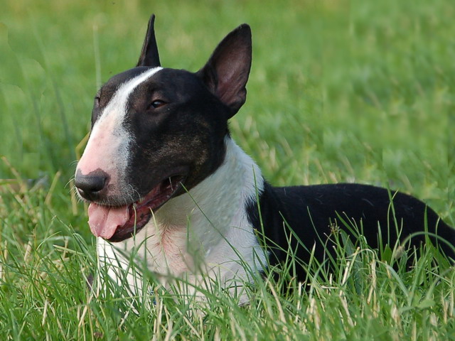 Vésuve eruption of love des Prés D'Hermare