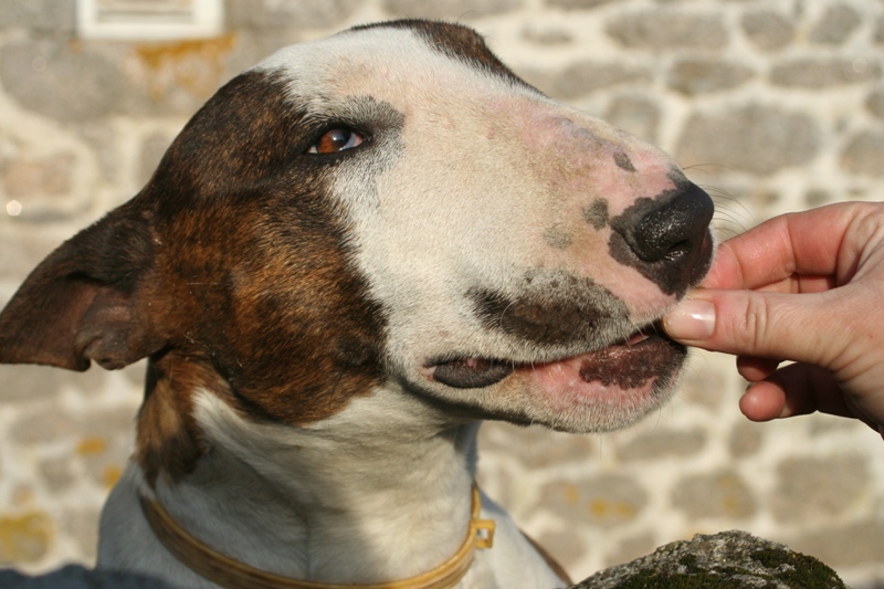 Brindle bloom dite boon des Prés D'Hermare