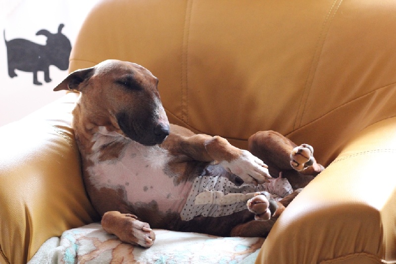 Dixie ulfie's des Prés D'Hermare