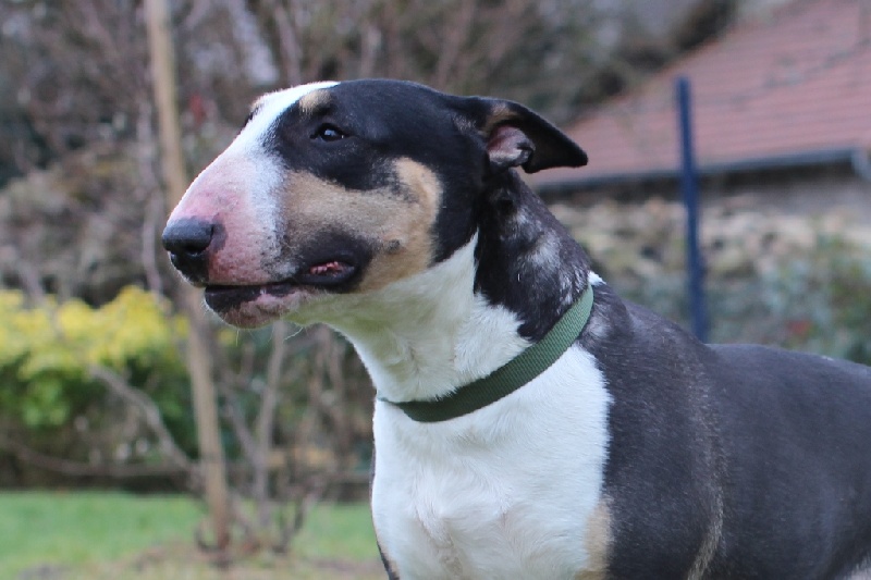 Gaya dixie's des Prés D'Hermare