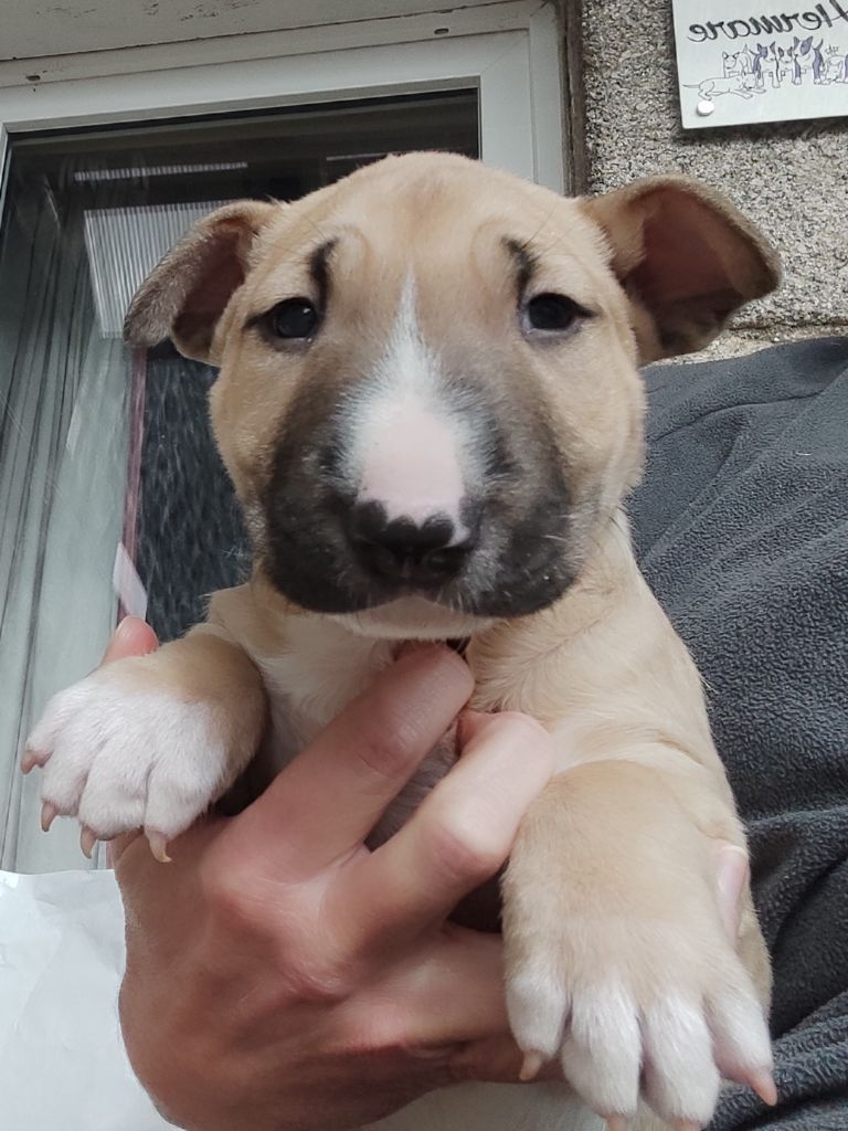 des Prés D'Hermare - Chiots disponibles - Bull Terrier