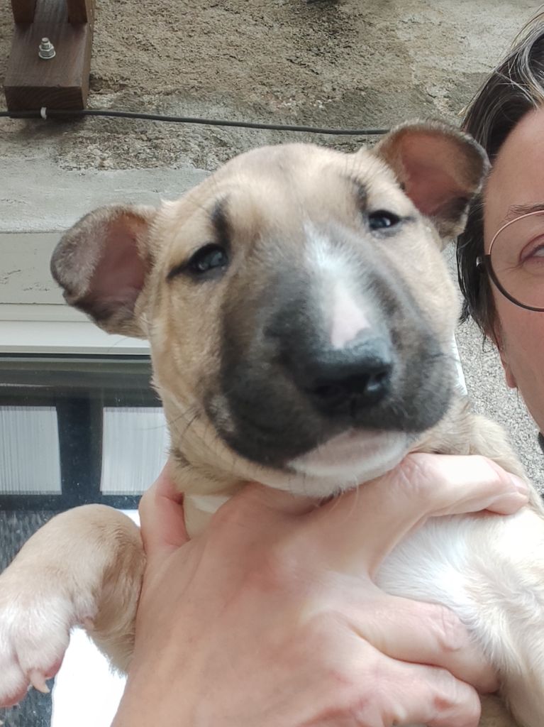 des Prés D'Hermare - Chiots disponibles - Bull Terrier